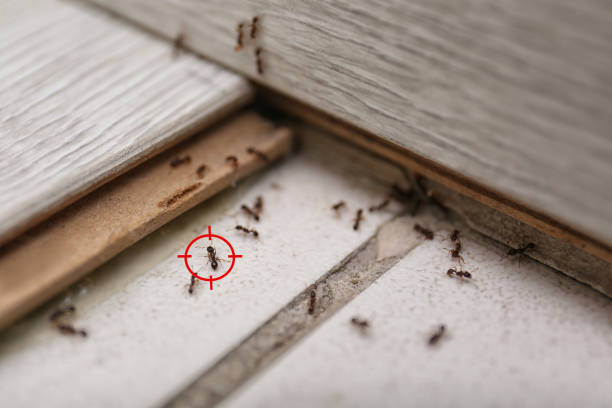 Best Cockroach Control Services  in Radium Springs, NM