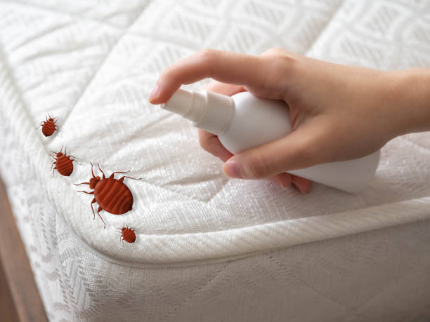 Best Pest Control Near Me in Radium Springs, NM