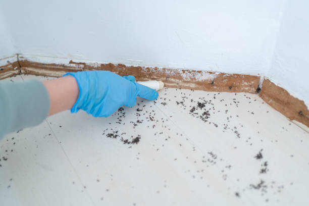 Best Mosquito Control Services  in Radium Springs, NM